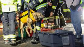 111 Hund Jauchegrube