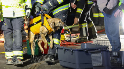 111 Hund Jauchegrube