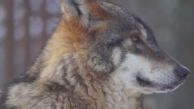 111 Wolf Schutzstatus