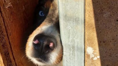 111 Tierquäler Ried