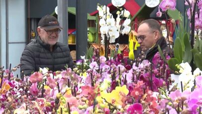 Dopetsberger Orchideen