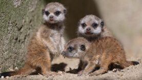 111 Erdmännchen Baby