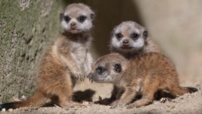 111 Erdmännchen Baby