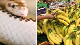 111 Schlange Bananen