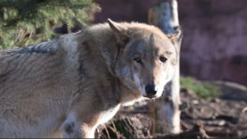 111 Wolf Abschussfreigabe