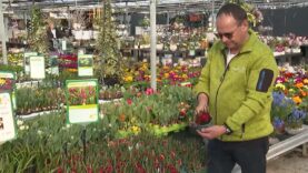 Dopetsberger Frühling