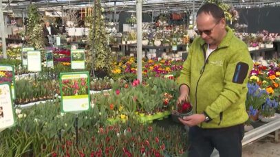 Dopetsberger Frühling