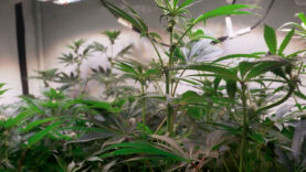 111 Cannabis Plantage