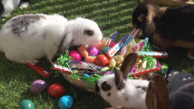 111 Ostern Geschenke