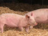 111 Schweinebauern