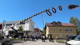 Maibaum NEU