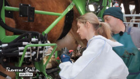 Stallgeflüster Kuhpediküre