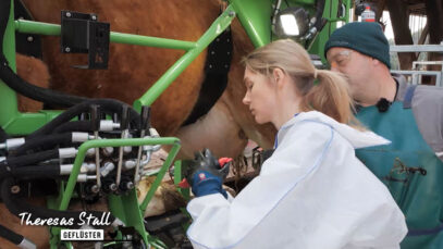 Stallgeflüster Kuhpediküre