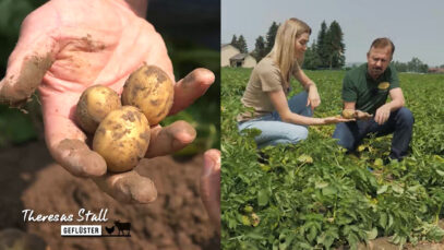 Stallgeflüster Kartoffeln