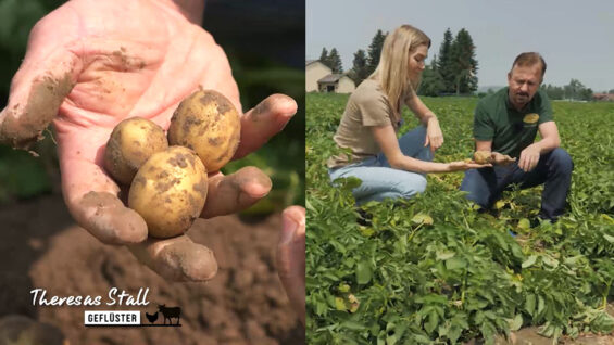 Stallgeflüster Kartoffeln
