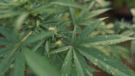 111 Drogendealer Gmunden