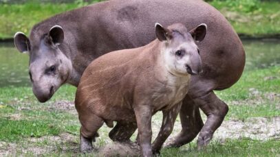 111 Lupo Tapir