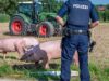 111 Schweineunfall