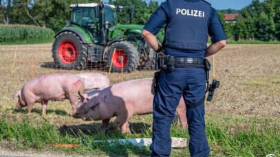 111 Schweineunfall