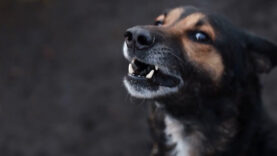 111 Hundebisse Sport