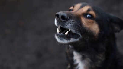 111 Hundebisse Sport