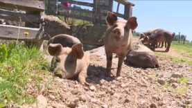 Genussland Thauerböck