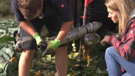 Vorbericht Stallgeflüster