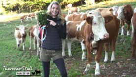 Stallgeflüster Almabtrieb