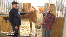 Stallgeflüster Haflinger