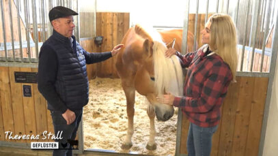 Stallgeflüster Haflinger