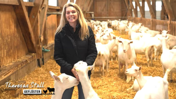 Stallgeflüster Ziegen