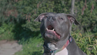 111 Elmobesitzerin Hunde