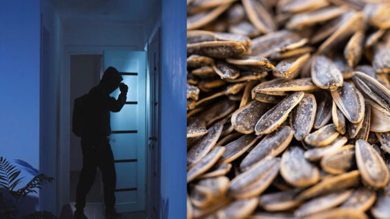 111 Dieb Sonnenblumenkerne