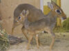 111 Dik Dik Baby