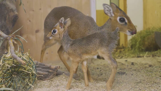 111 Dik Dik Baby
