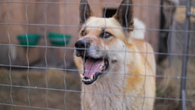 111 Hundehaltergesetz