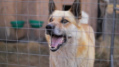 111 Hundehaltergesetz