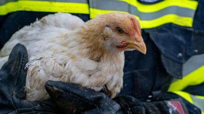 111 Hühnertransporter