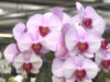 Orchidee