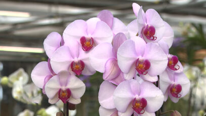 Orchidee