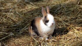 Hasenbaby 111