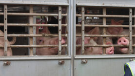 111 LKW Tiertransporter Unfall