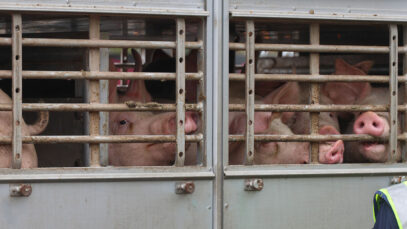 111 LKW Tiertransporter Unfall