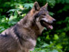 111 Erschossener Wolf