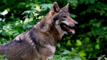 111 Erschossener Wolf