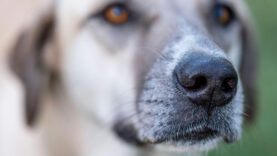 111 Hund Attacke Ebensee