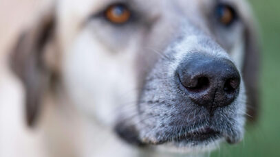 111 Hund Attacke Ebensee