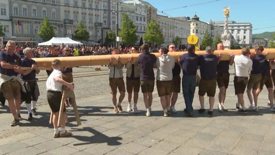 111 Maibaum Linz