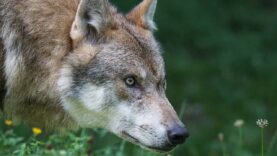 111 Wolf Gramastetten