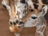 111 Giraffenbaby